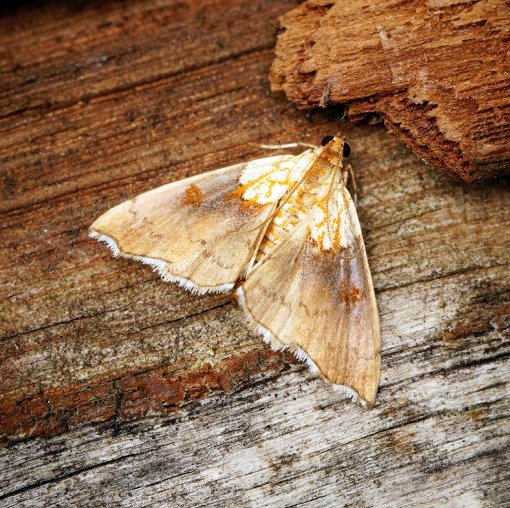 Agrotera nemoralis Copyright: Ben Sale