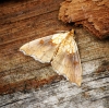 Agrotera nemoralis Copyright: Ben Sale