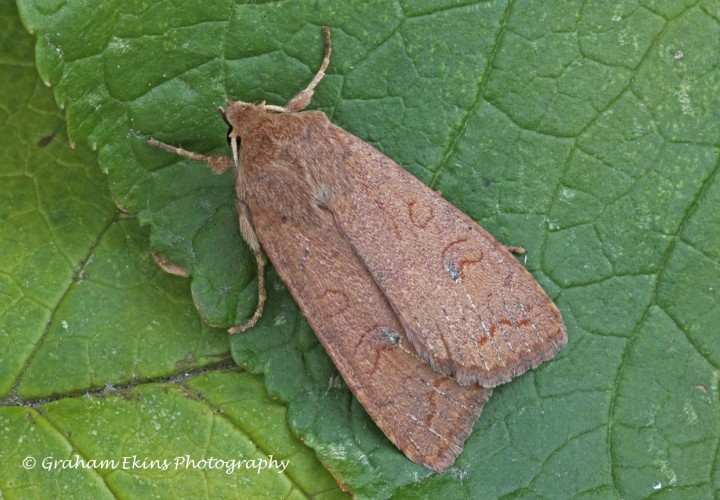 Brick   Agrochola circellaris Copyright: Graham Ekins