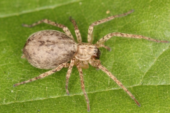 Anyphaena sabina female2 Copyright: P.R. Harvey