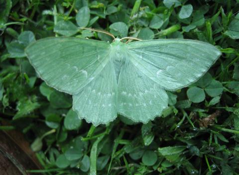 Large Emerald Copyright: Stephen Rolls