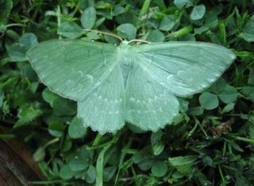 Large Emerald Copyright: Stephen Rolls