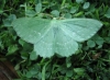 Large Emerald Copyright: Stephen Rolls