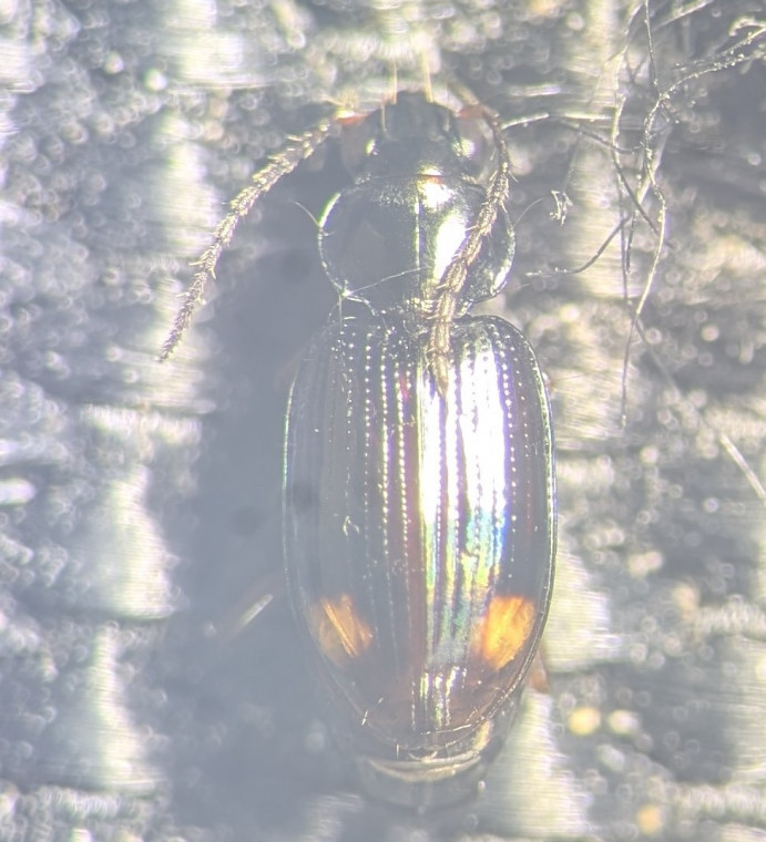 Bembidion biguttatum Copyright: Robert Smith