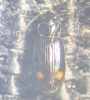 Bembidion biguttatum