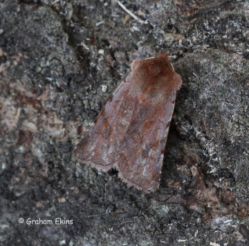 Red Chestnut Cerastis rubricosa Copyright: Graham Ekins