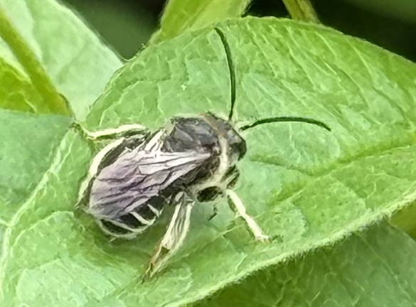 Macropis europaea 2 Copyright: Tony Gunton