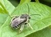 Macropis europaea 2 Copyright: Tony Gunton
