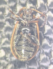 Lochmaea suturalis underside