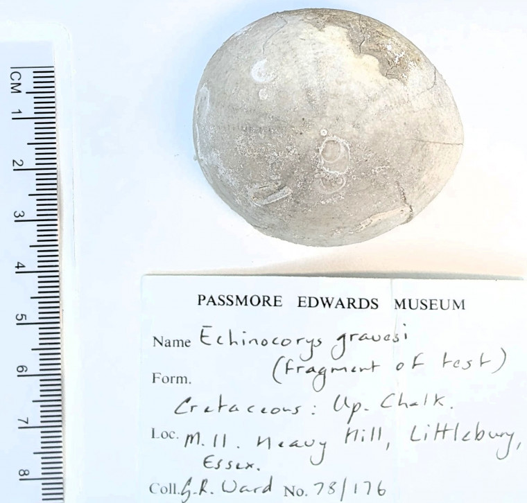 Echinoid Echinocorys gravesi Littlebury Heavy Hill M11 1978 top Copyright: Essex Field Club