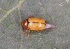 Cryptocephalus pusillus