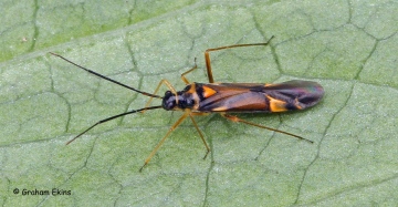 Cyllecoris histrionius Copyright: Graham Ekins