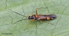 Cyllecoris histrionius