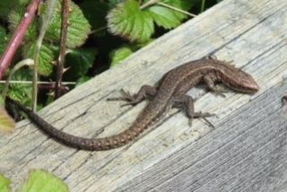 Common Lizard Copyright: Peter Pearson
