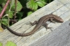 Common Lizard 