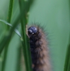 larvae feeding on Broom Copyright: Robert Smith