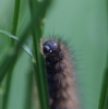 larvae feeding on Broom