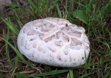 Agaricus bernardii Copyright: Graham Smith