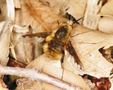 Bombylius major Copyright: Peter Harvey