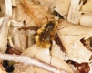 Bombylius major