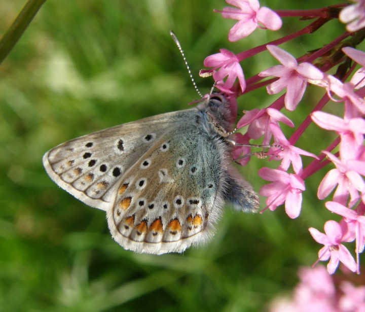 Common Blue butterfly Copyright: Sue Grayston