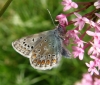 Common Blue butterfly 