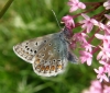 Common Blue butterfly Copyright: Sue Grayston