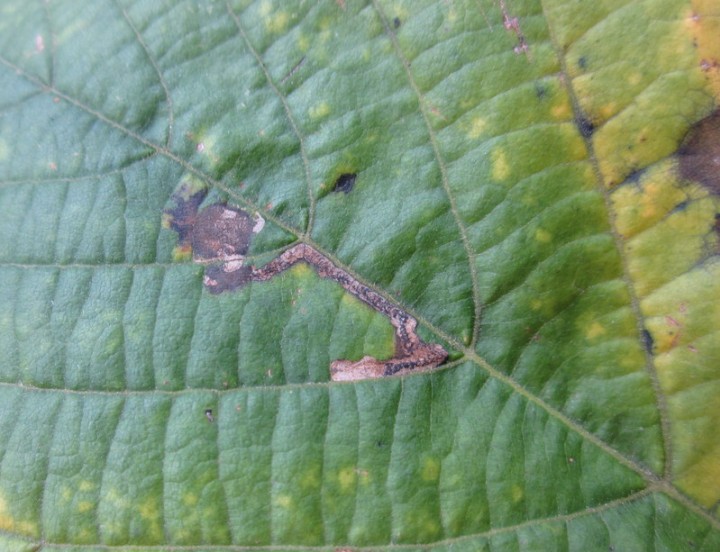 Stigmella tiliae. Copyright: Stephen Rolls