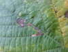 Stigmella tiliae. Copyright: Stephen Rolls