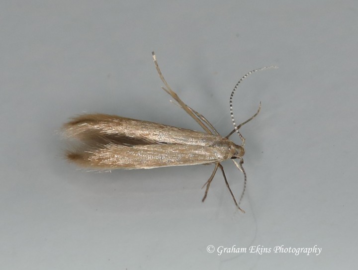 Coleophora caespititiella GD Copyright: Graham Ekins