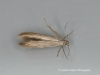 Coleophora caespititiella GD