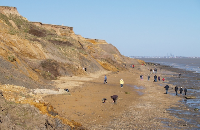 The Naze cliffs and foreshore Copyright: Gerald Lucy