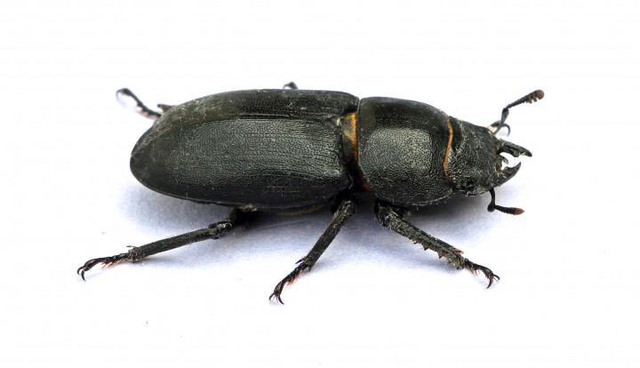 Dorcus parallelipipedus (lesser Stag Beetle) 4 Copyright: Graham Ekins