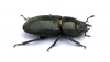 Dorcus parallelipipedus (lesser Stag Beetle) 4 