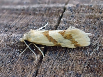 Aethes francillana Copyright: Graham Ekins