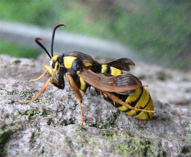 Hornet Moth. Copyright: Stephen Rolls