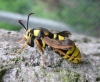 Hornet Moth. Copyright: Stephen Rolls