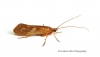 Limnephilus rhombicus Copyright: Graham Ekins