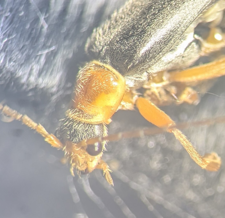 Cantharis nigricans head Copyright: Robert Smith