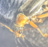 Cantharis nigricans head 