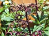 Figwort Weevil damage to Phygelius shrub 