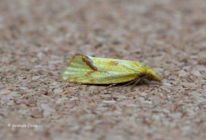 Agapeta hamana 4 Copyright: Graham Ekins