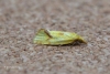 Agapeta hamana 4