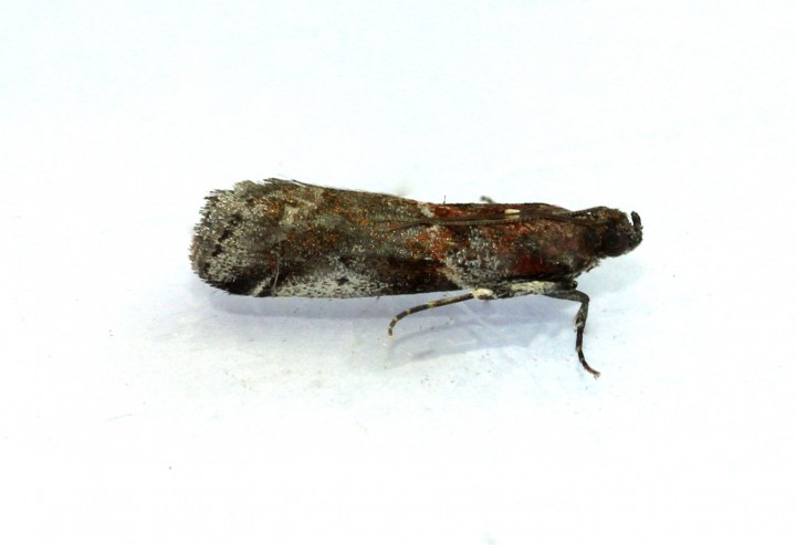 Acrobasis suavella Copyright: Graham Ekins