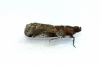 Acrobasis suavella Copyright: Graham Ekins