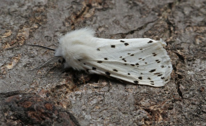 White Ermine  Spilosoma lubricipeda Copyright: Graham Ekins