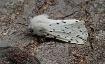 White Ermine  Spilosoma lubricipeda Copyright: Graham Ekins