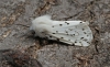 White Ermine  Spilosoma lubricipeda
