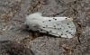 White Ermine  Spilosoma lubricipeda Copyright: Graham Ekins