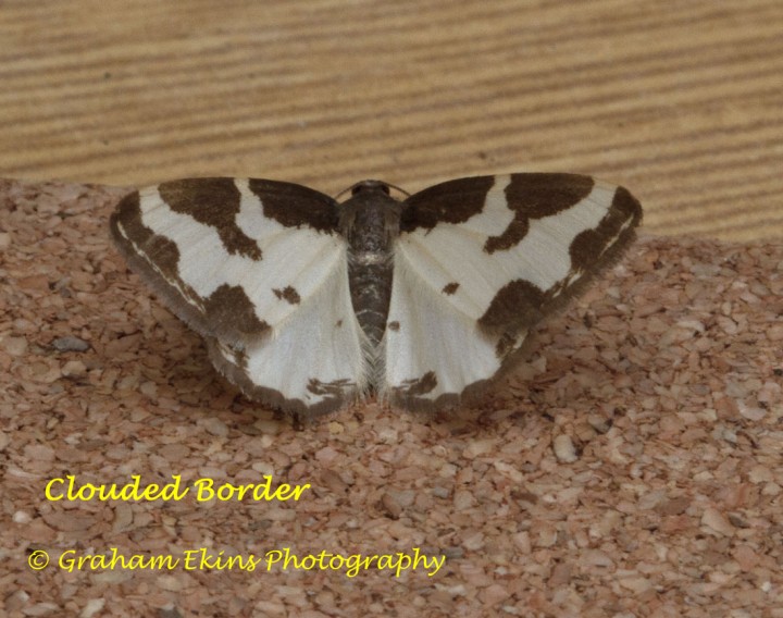 Clouded Border  Lomaspilis marginata Copyright: Graham Ekins